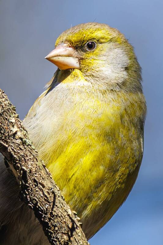 зеленушка  фото превью