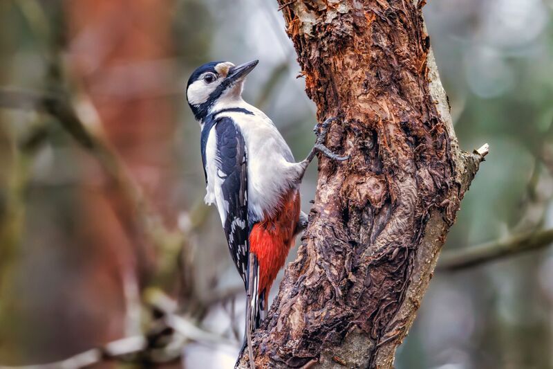 Дятел  фото превью