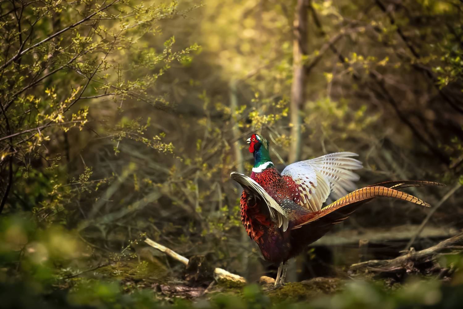 , Валерий Черняк