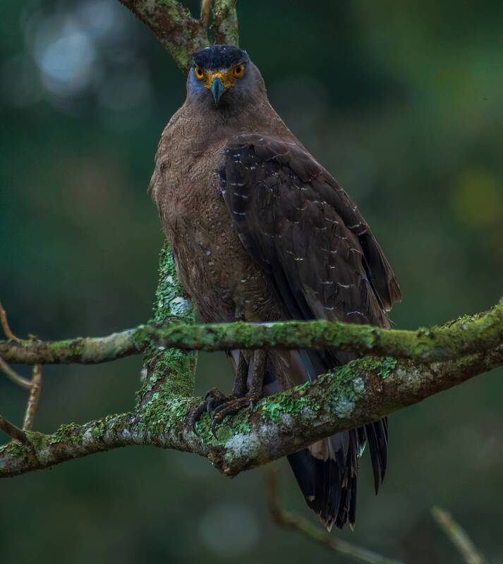 Frame фото превью