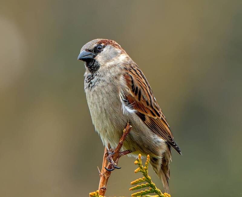 Орел фото превью