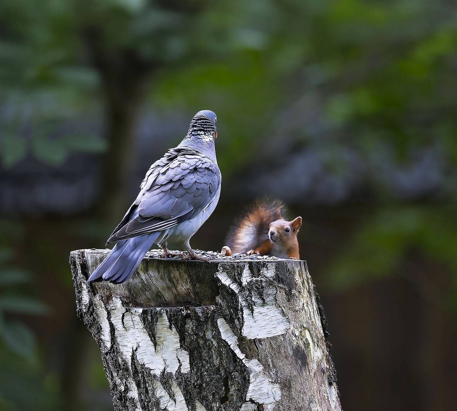 вяхирь, белка, угощение, орех, лес, пенёк, природа, bird, squirrel, forest, nature, Стукалова Юлия