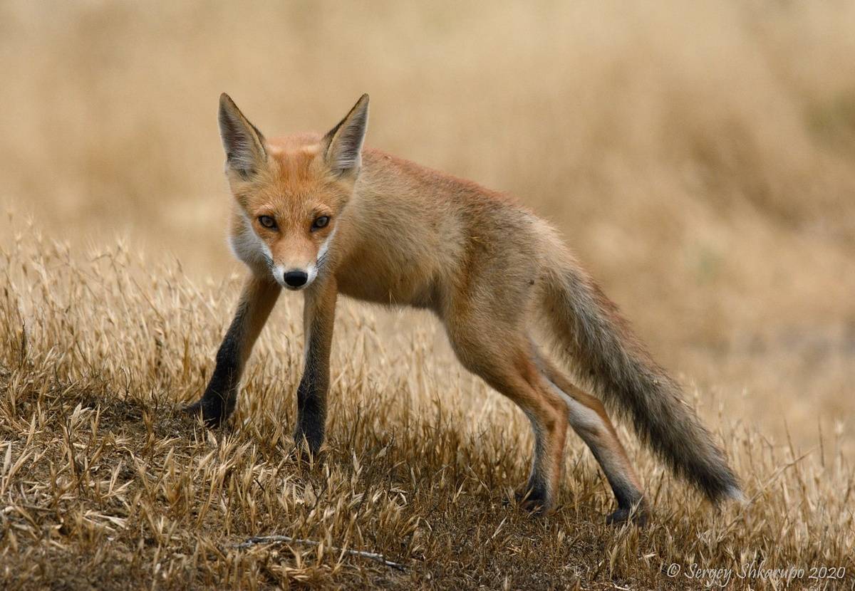 , Сергей Шкарупо