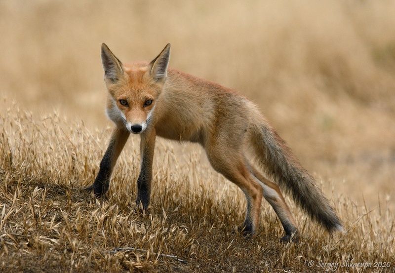 Настороженный лисенок фото превью