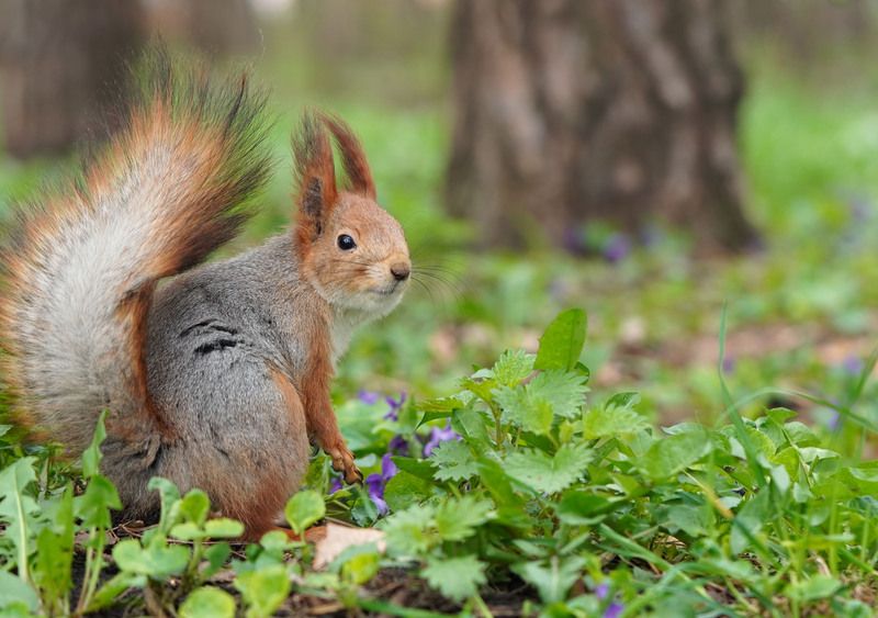 Белка фото превью