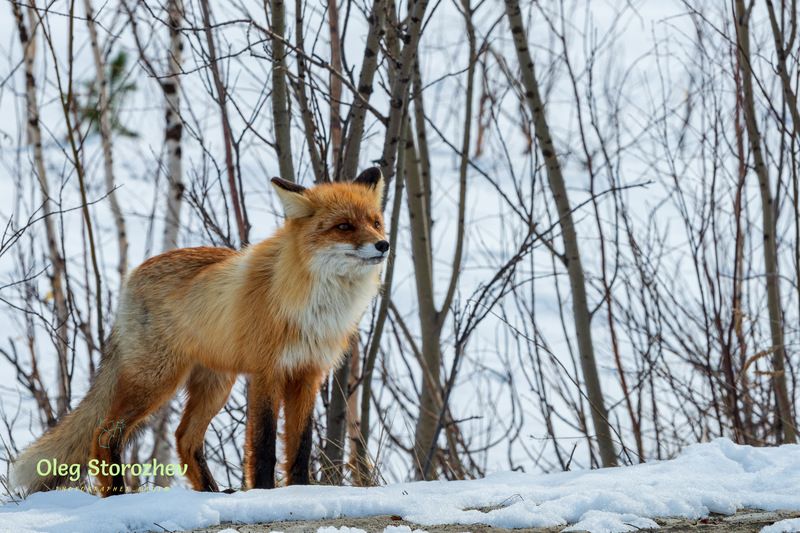 лиса, весна, природа, тундра, ямал, янао, надым Лисичка - сестричка фото превью