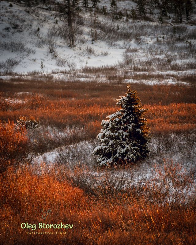 Осень в тундре фото превью