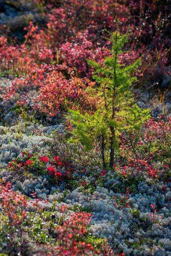 Северные краски