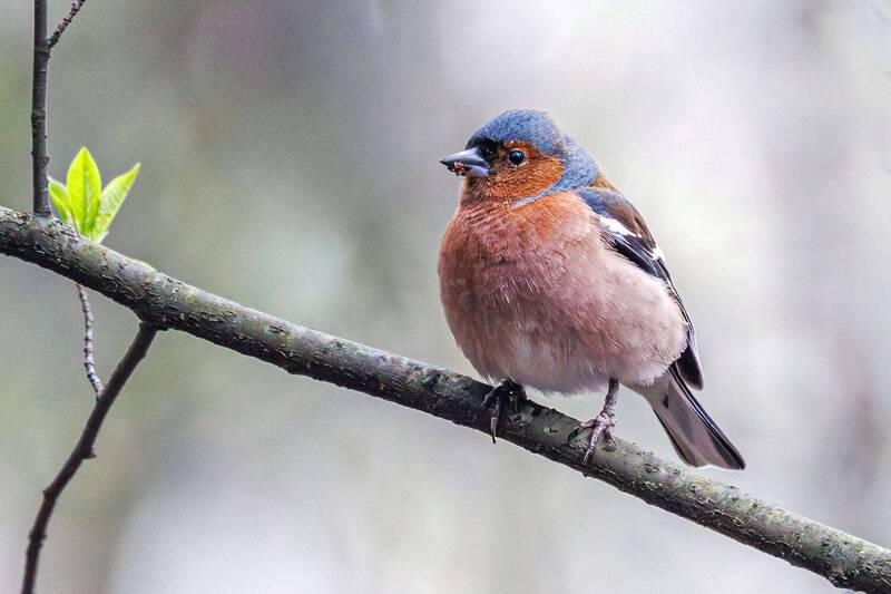 Зяблик  фото превью