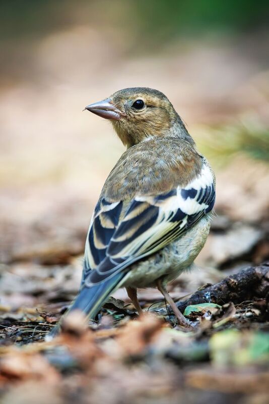 зяблик  фото превью