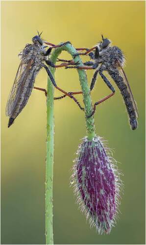 Ктырь.Robber fly.