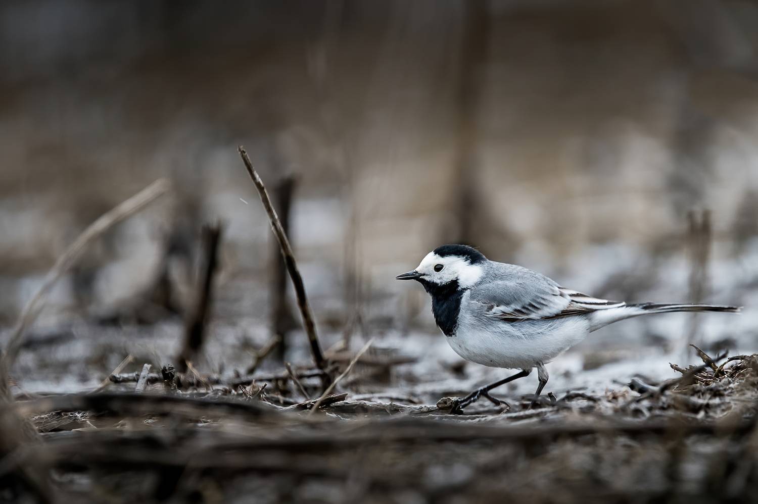 тярсогузка, белая трясогузка, птица, весна, Anton
