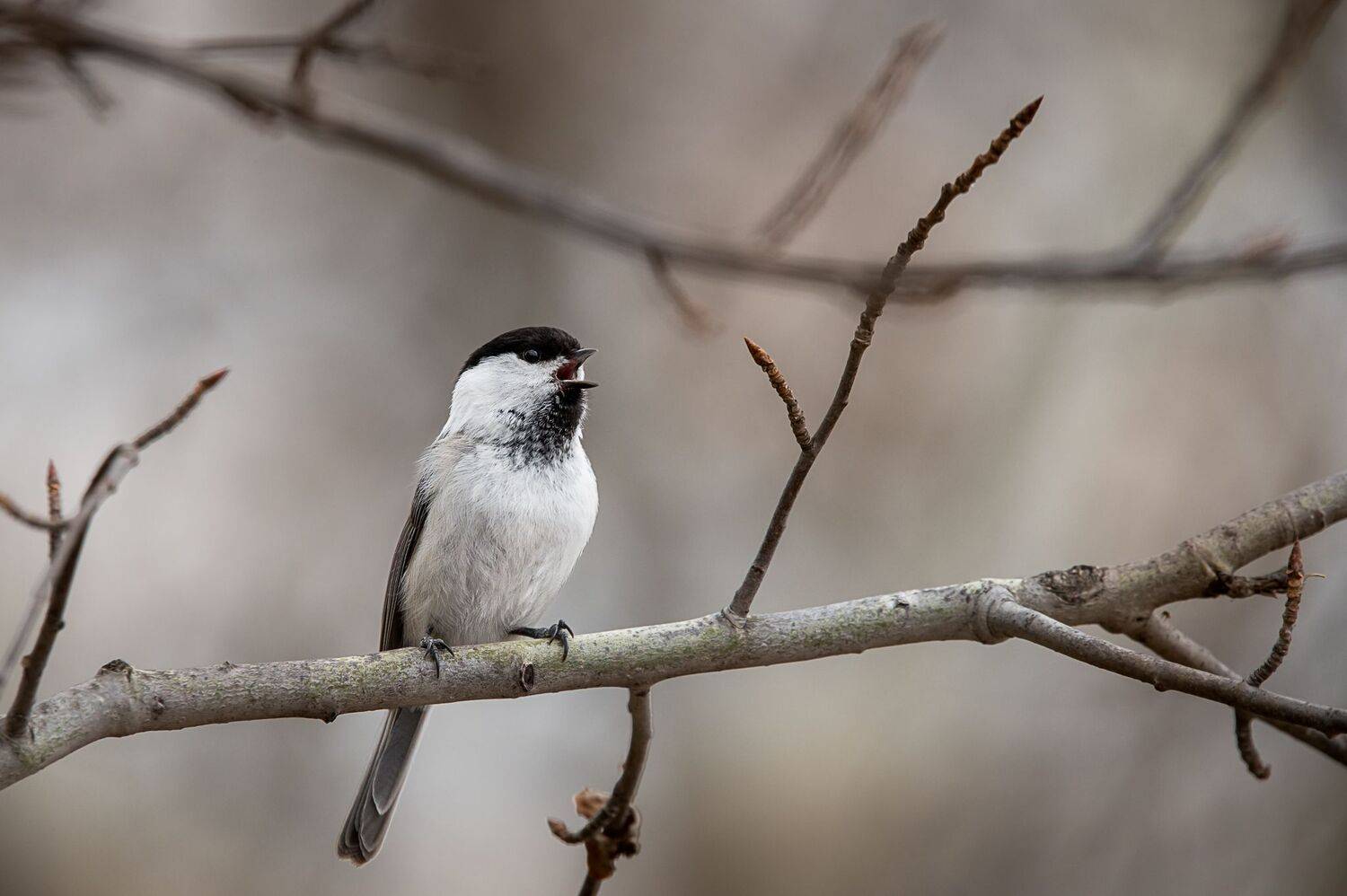 пухляк, птица, песня, весна, Anton