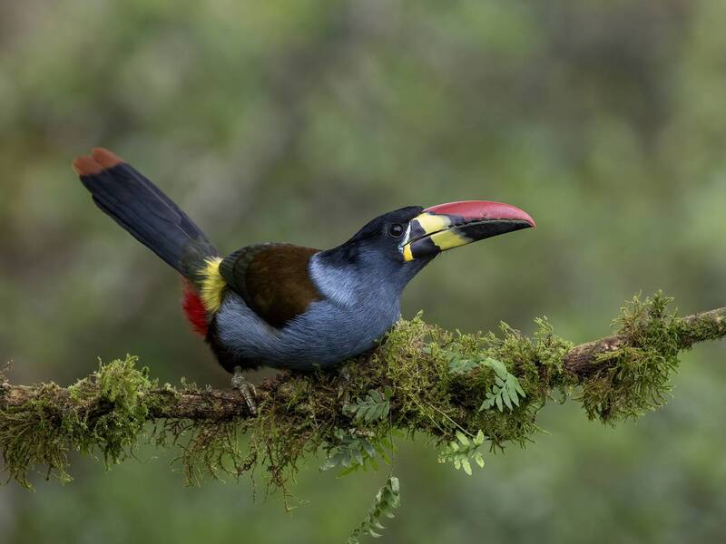 Gray-breasted Mountain-Toucan фото превью