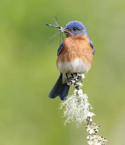 Eastern Bluebird, male - Восточная сиалия, самец