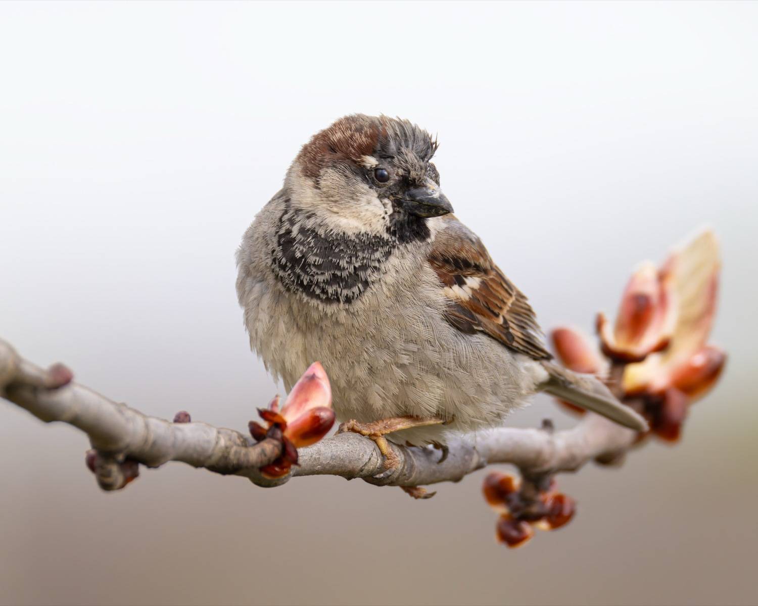 каштан, домовой воробей, воробей, птицы, весна, Ruslan Pl