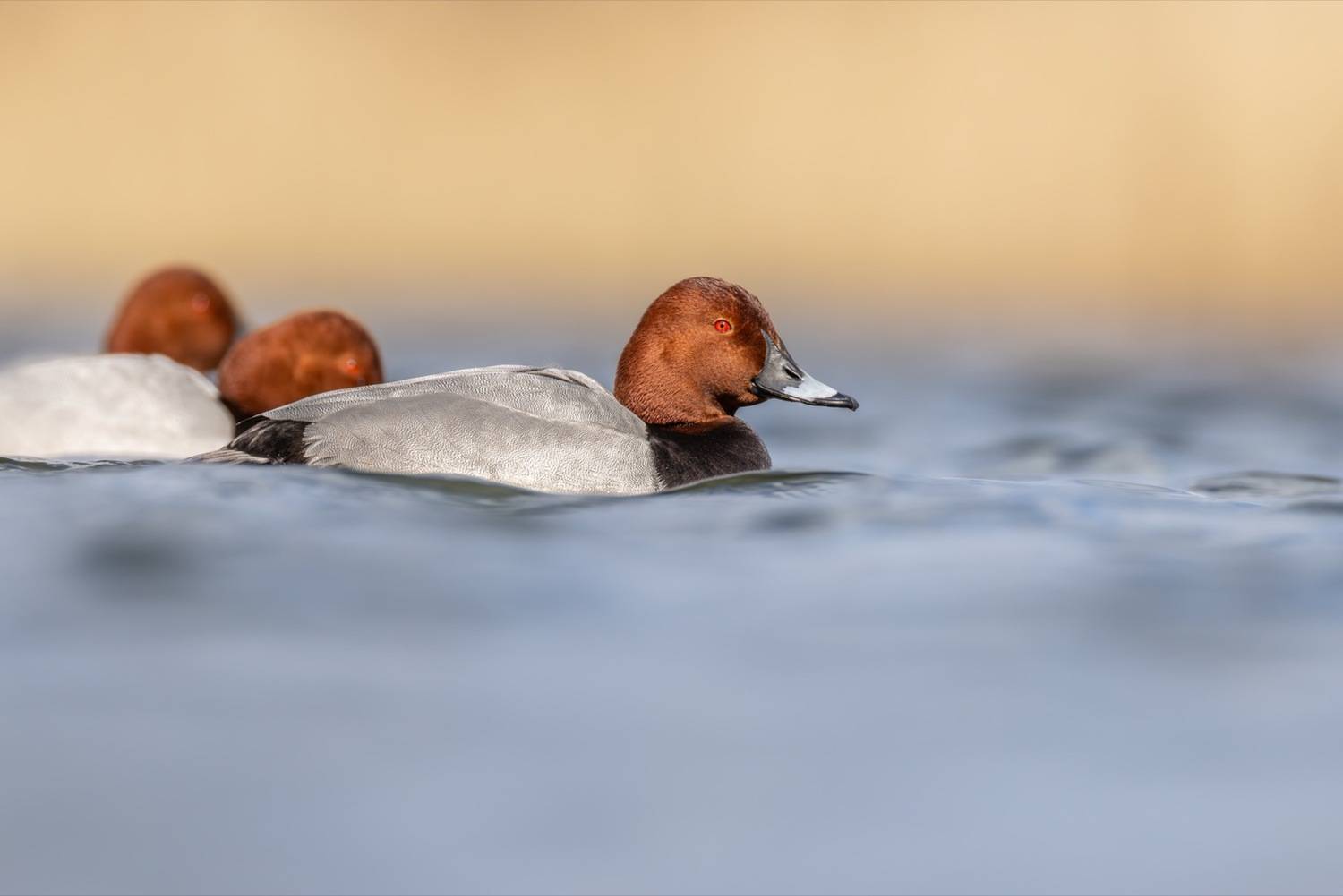 красноголовый нырок, нырок, утка, птицы, Ruslan Pl