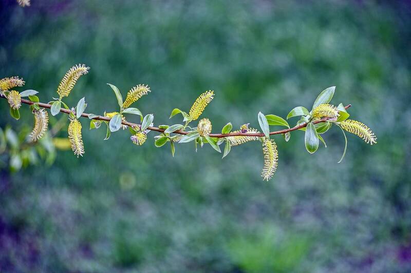 Веточка ивы фото превью