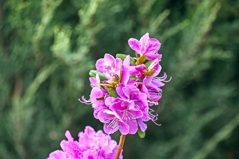 Рододендрон даурский фото превью