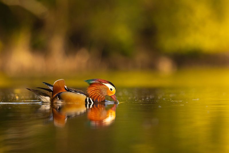 Mandarin duck фото превью