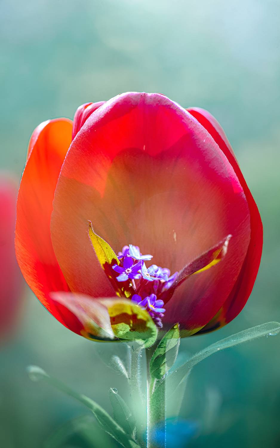 , Неля Рачкова