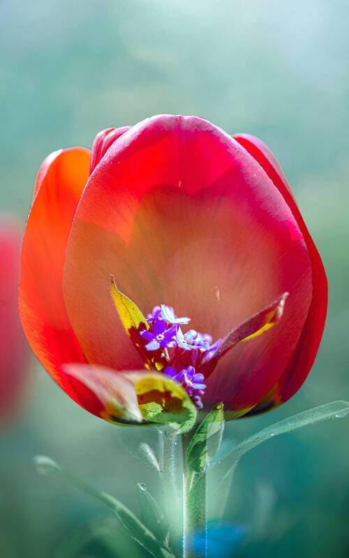 Бокал красного фото превью