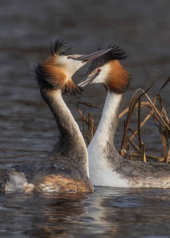 птички, фотоохота, большая поганка, чомга Поганкины нежности фото превью