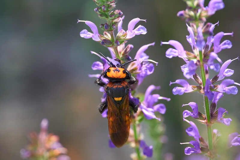 Megascolia maculata, сколия гигант Megascolia maculata фото превью