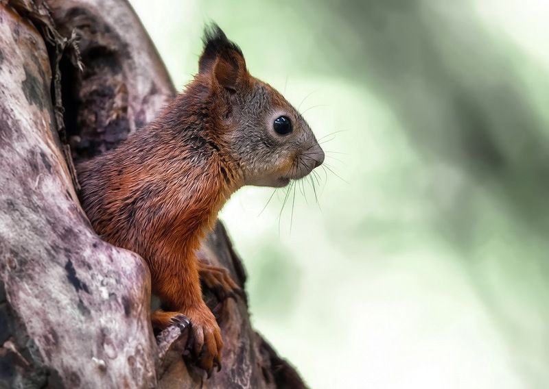 *** фото превью