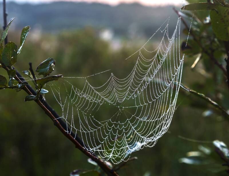 паутина, роса, капли, жемчуг. На ловле жемчуга. фото превью