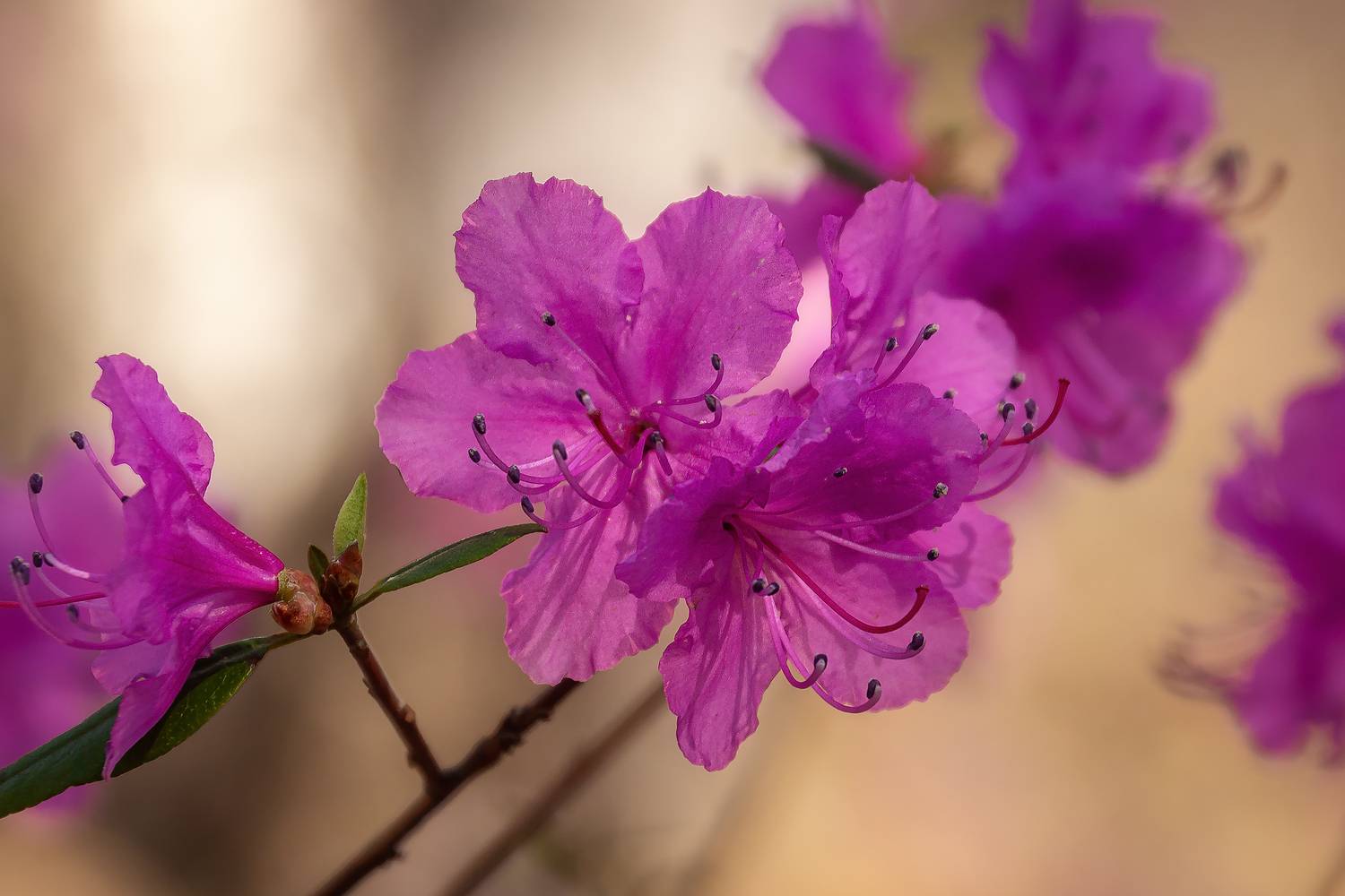 забайкалье, рододендрон, рододендрон даурский, багульник, цветы, цветение, Zakharov Armen