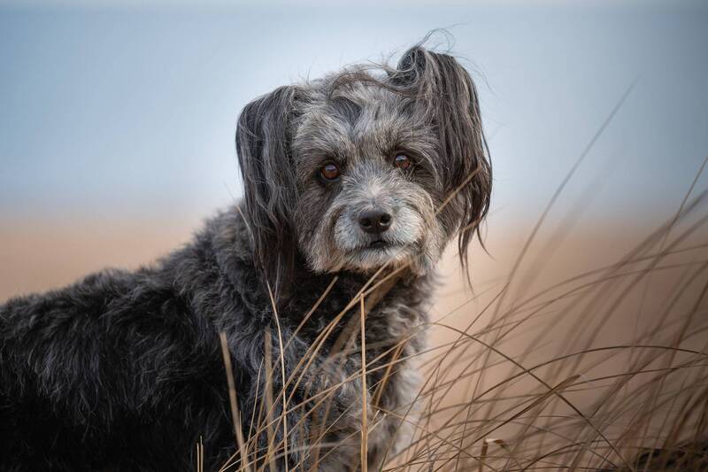 фото превью