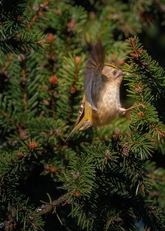 Королёк фото превью