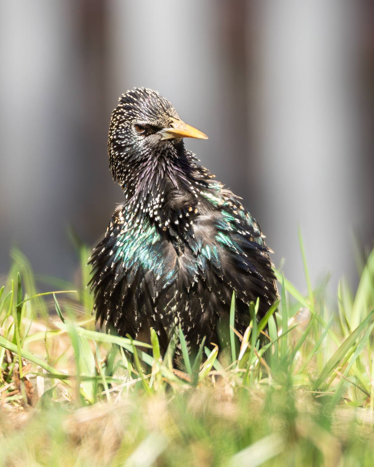 скворец, птицы, птица, битцевский лесопарк, птицы евразии, птицы москвы, живая природа, орнитология, фотоохота, апрель, весна, птицы россии, птицы мира, природа, животные, Жгилёв Сергей