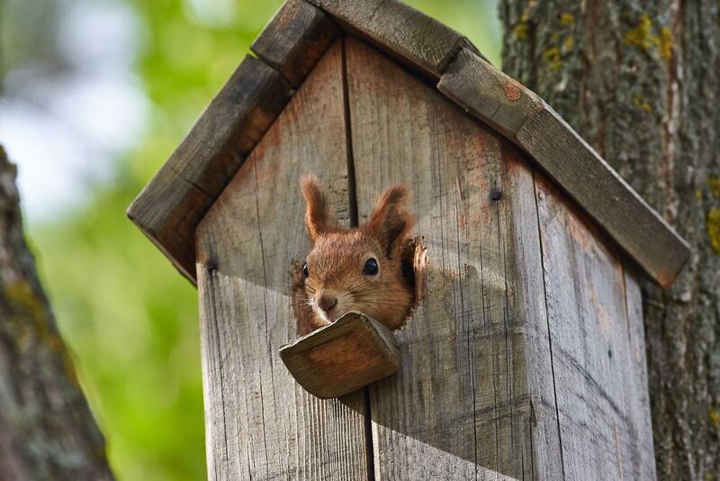 белка, Sciurus vulgaris, обыкновенная белка Необычный скворец фото превью