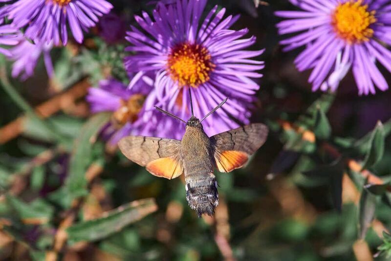 Macroglossum stellatarum, Большехоботник звёздчатый, языкан обыкновенный Macroglossum stellatarum фото превью