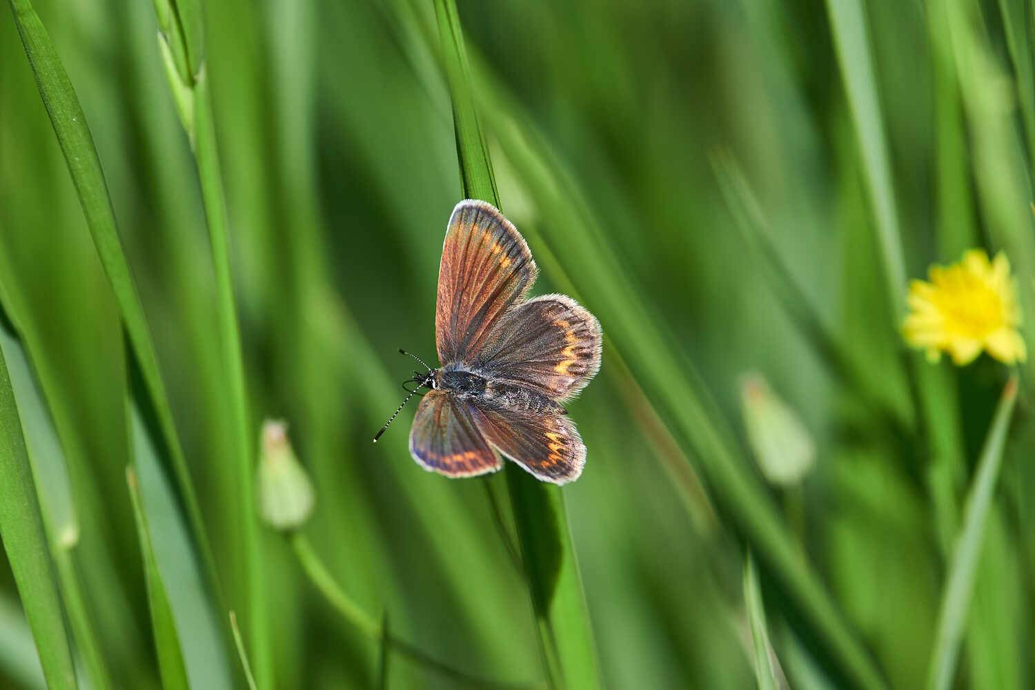 Plebejus argus, Голубянка Аргус, Павел Сторчилов