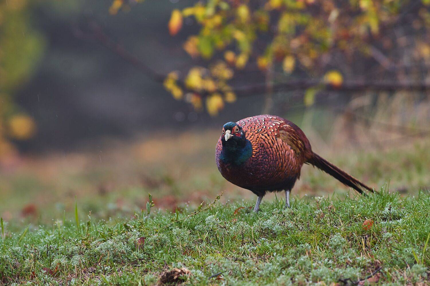 Phasianus colchicus, фазан, обыкновенный фазан, Павел Сторчилов