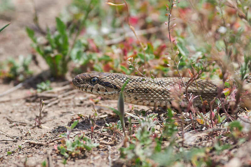 Elaphe dione, Узорчатый Полоз Elaphe dione фото превью
