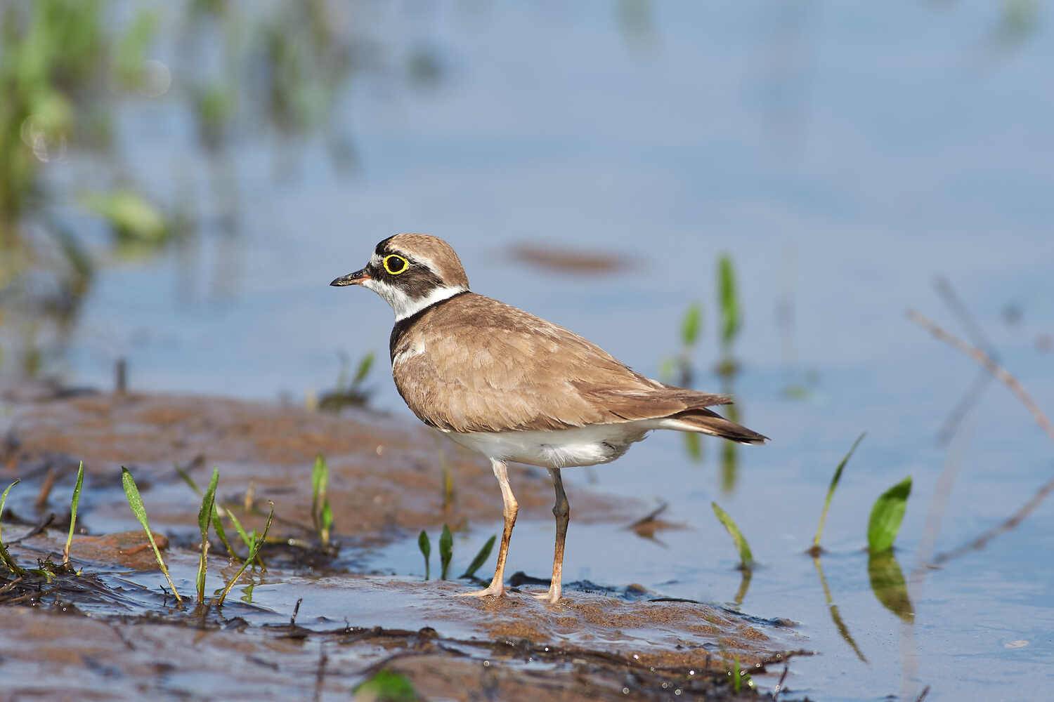 Charadrius dubius, малый зуек, Павел Сторчилов