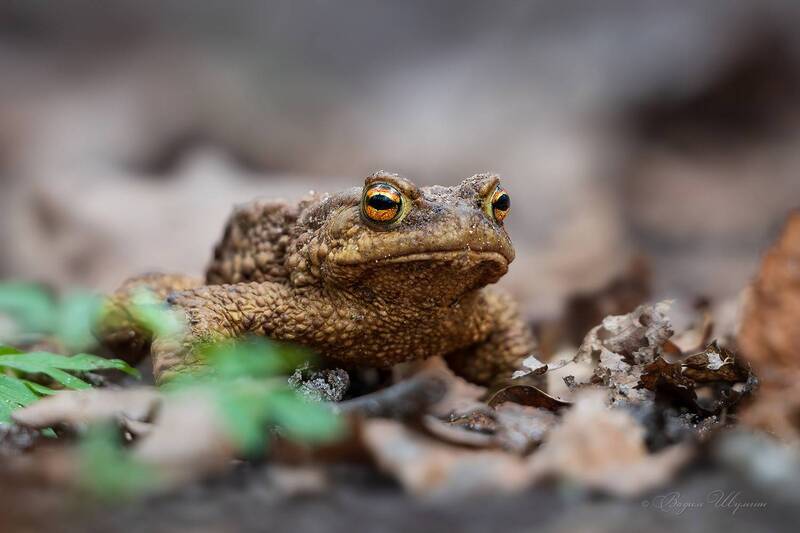 жаба Жаба Клава фото превью