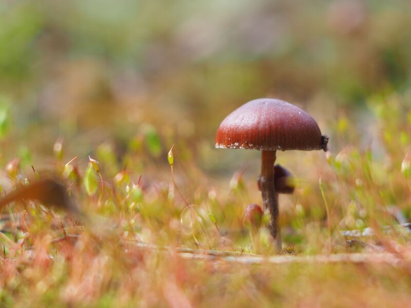 Грибная тема фото превью