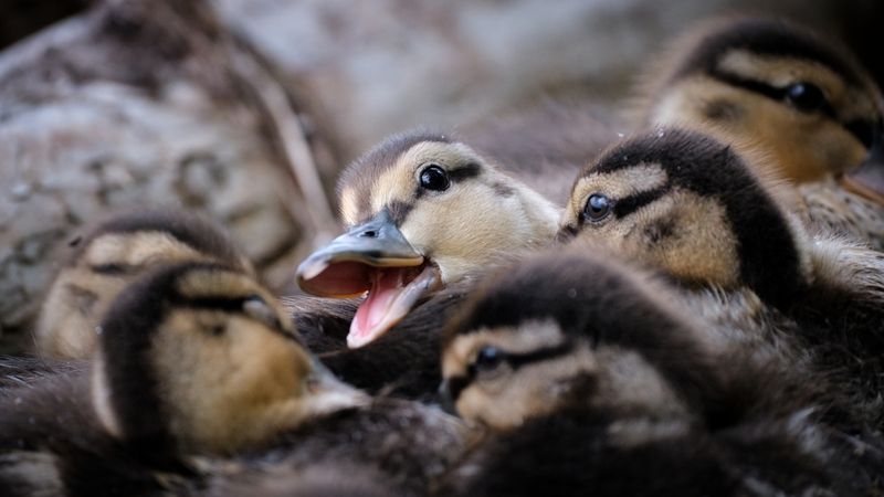 утки, кряквы, утята Кря фото превью