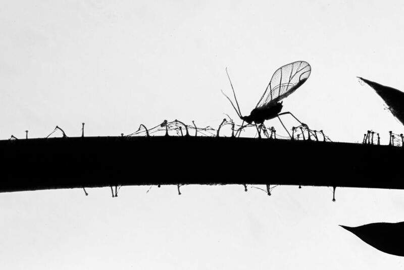 тля, чб Через тернии фото превью