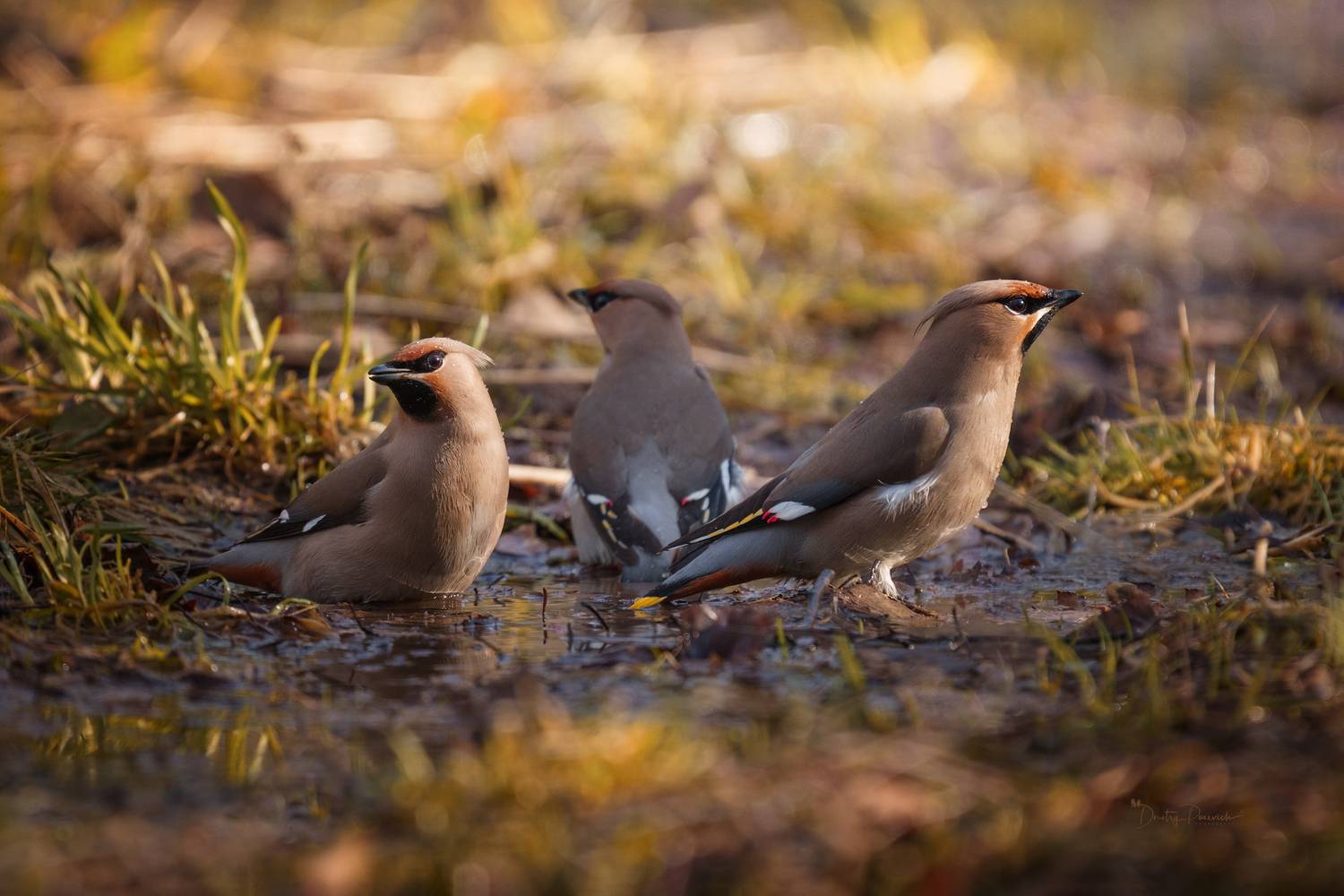 лес, поля, огороды, природа, птицы, животные, макро, Дмитрий Посевич