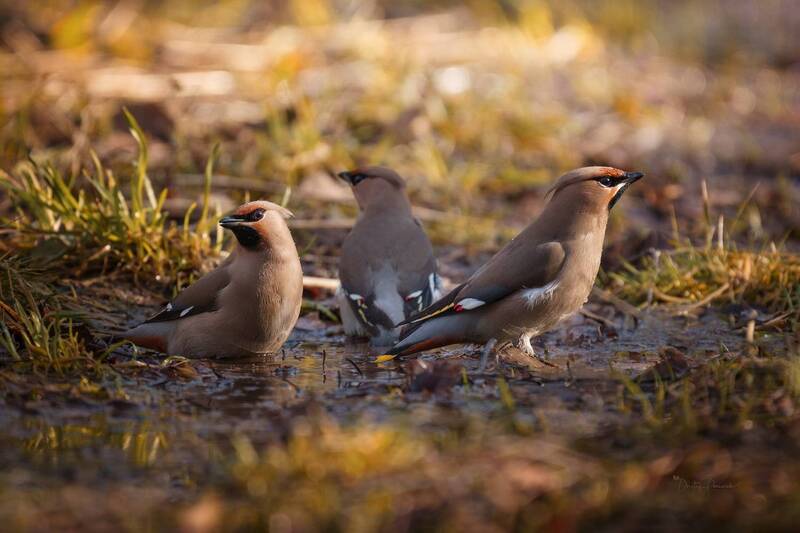 лес, поля, огороды, природа, птицы, животные, макро Водные процедуры фото превью