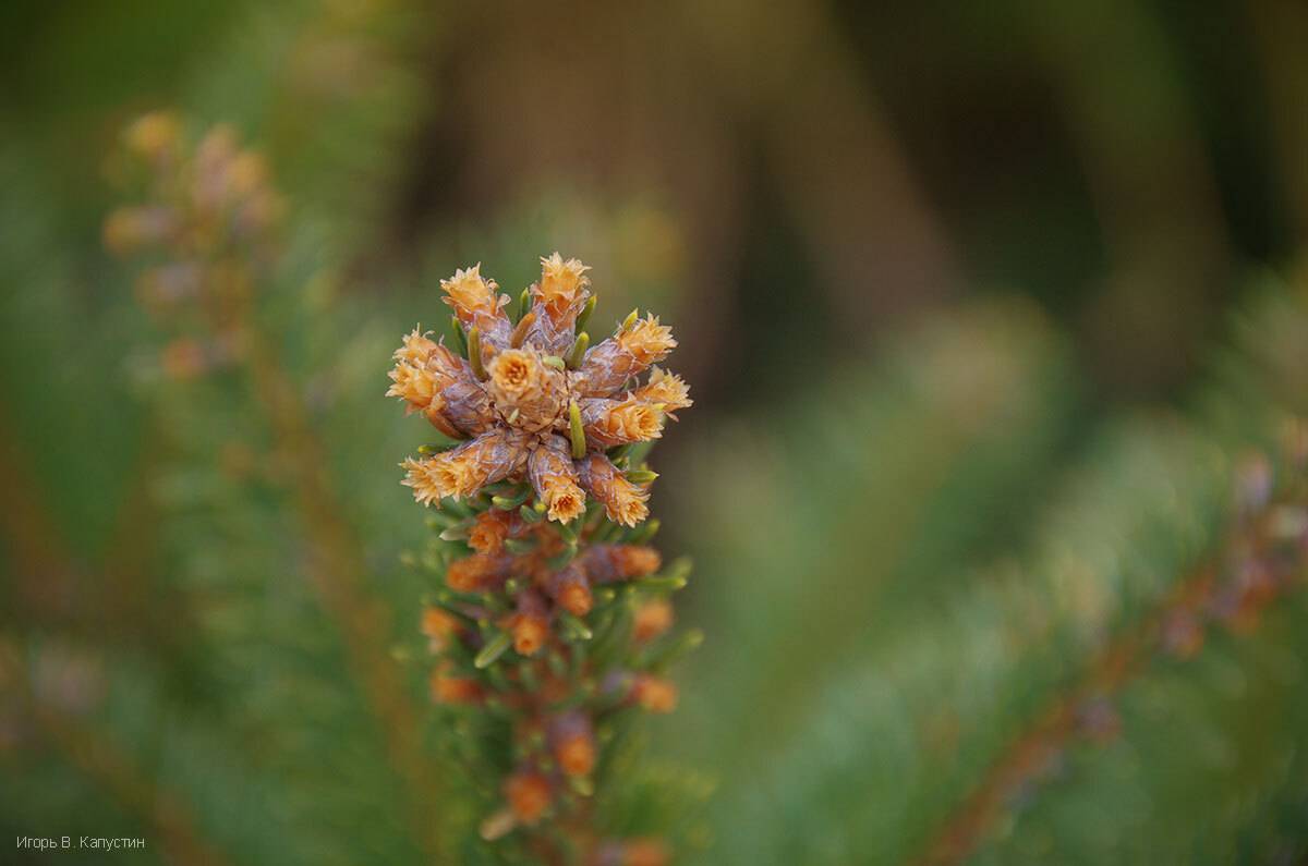 , Капустин Игорь