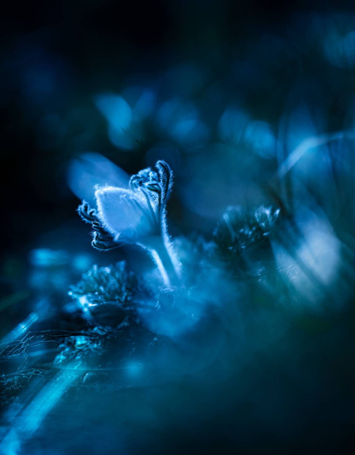 , Неля Рачкова