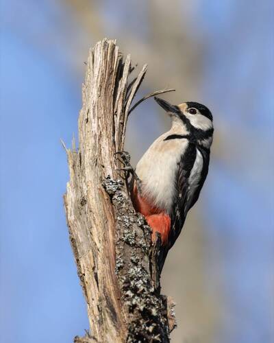 Барабанная дробь