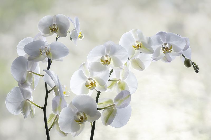 цветы, орхидеи, фаленопсис Орхидеи фаленопсис фото превью